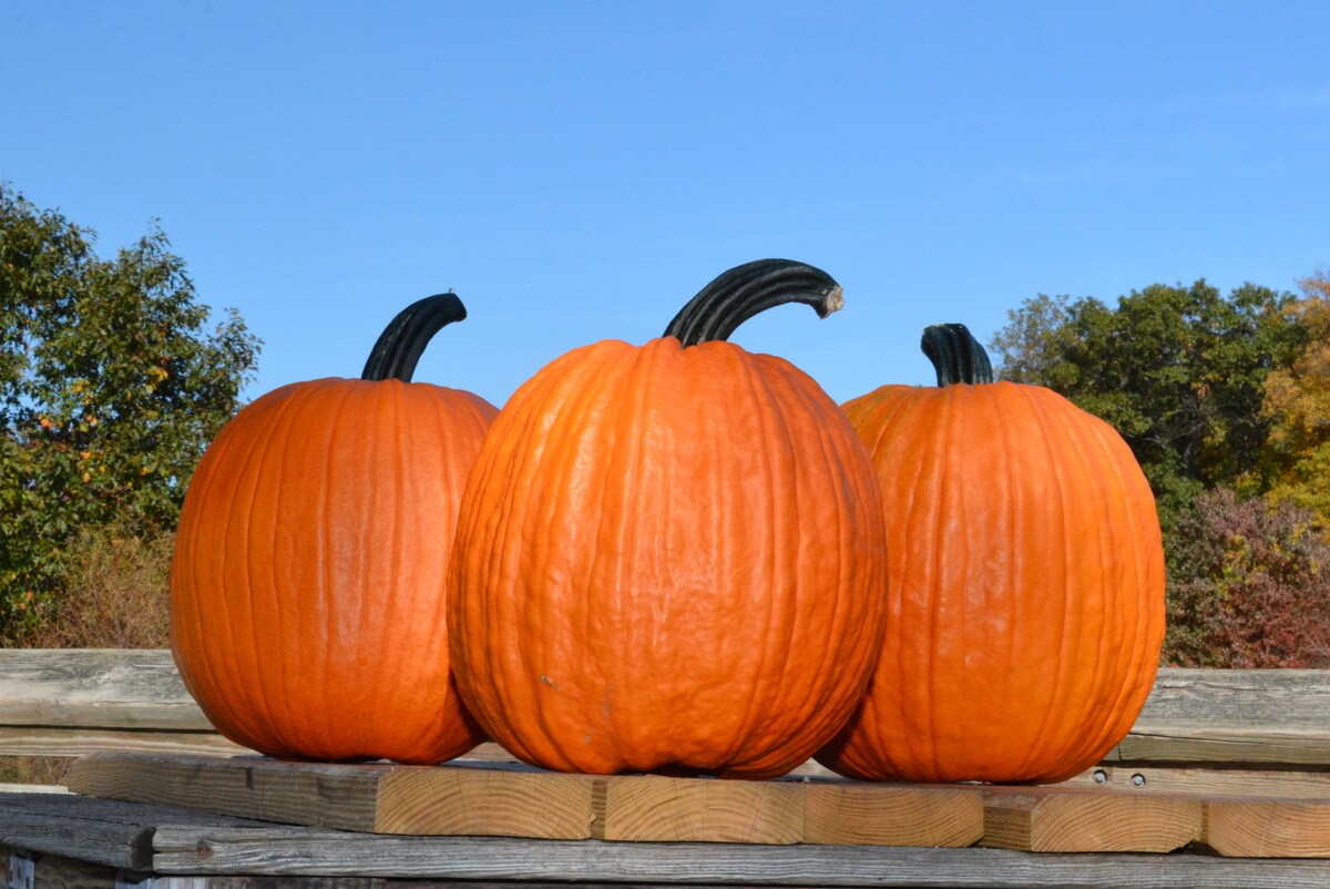 Dynasty F1 Pumpkin seeds - Grow large disease resistant Gumdrop shaped pumpkins perfect for carving! product 2