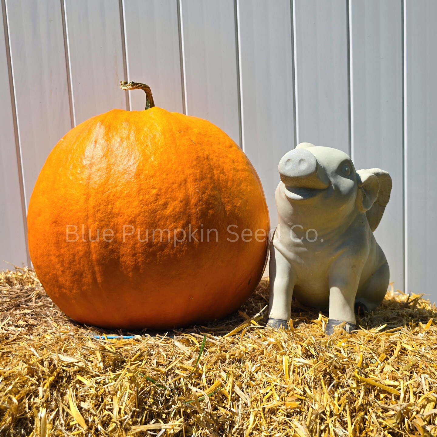 Dynasty F1 Pumpkin seeds - Grow large disease resistant Gumdrop shaped pumpkins perfect for carving! product 5
