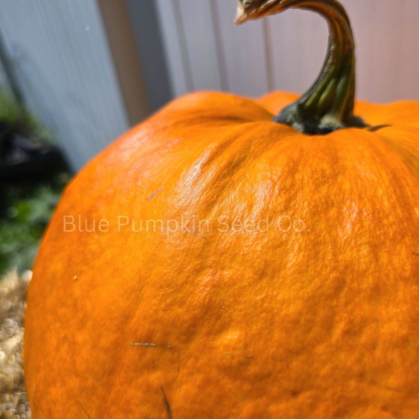 Dynasty F1 Pumpkin seeds - Grow large disease resistant Gumdrop shaped pumpkins perfect for carving! product 7