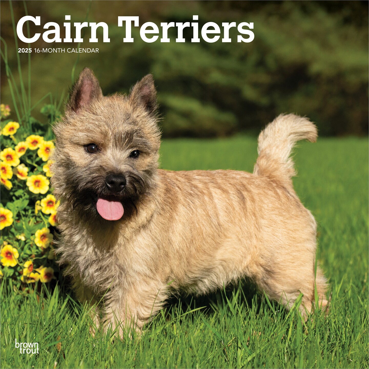 Cairn Terriers | 2025 12 x 24 Inch Monthly Square Wall Calendar | Plastic-Free | BrownTrout | Animals Dog Breeds