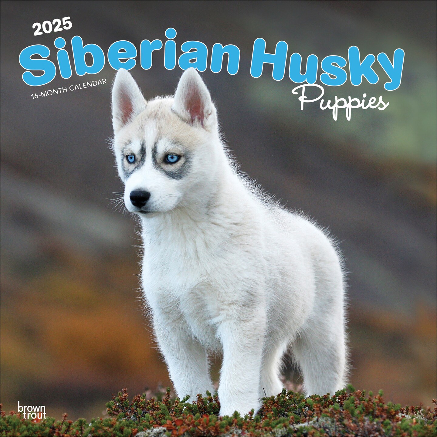 Siberian Husky Puppies | 2025 12 x 24 Inch Monthly Square Wall Calendar | Plastic-Free | BrownTrout | Animal Dog Breeds
