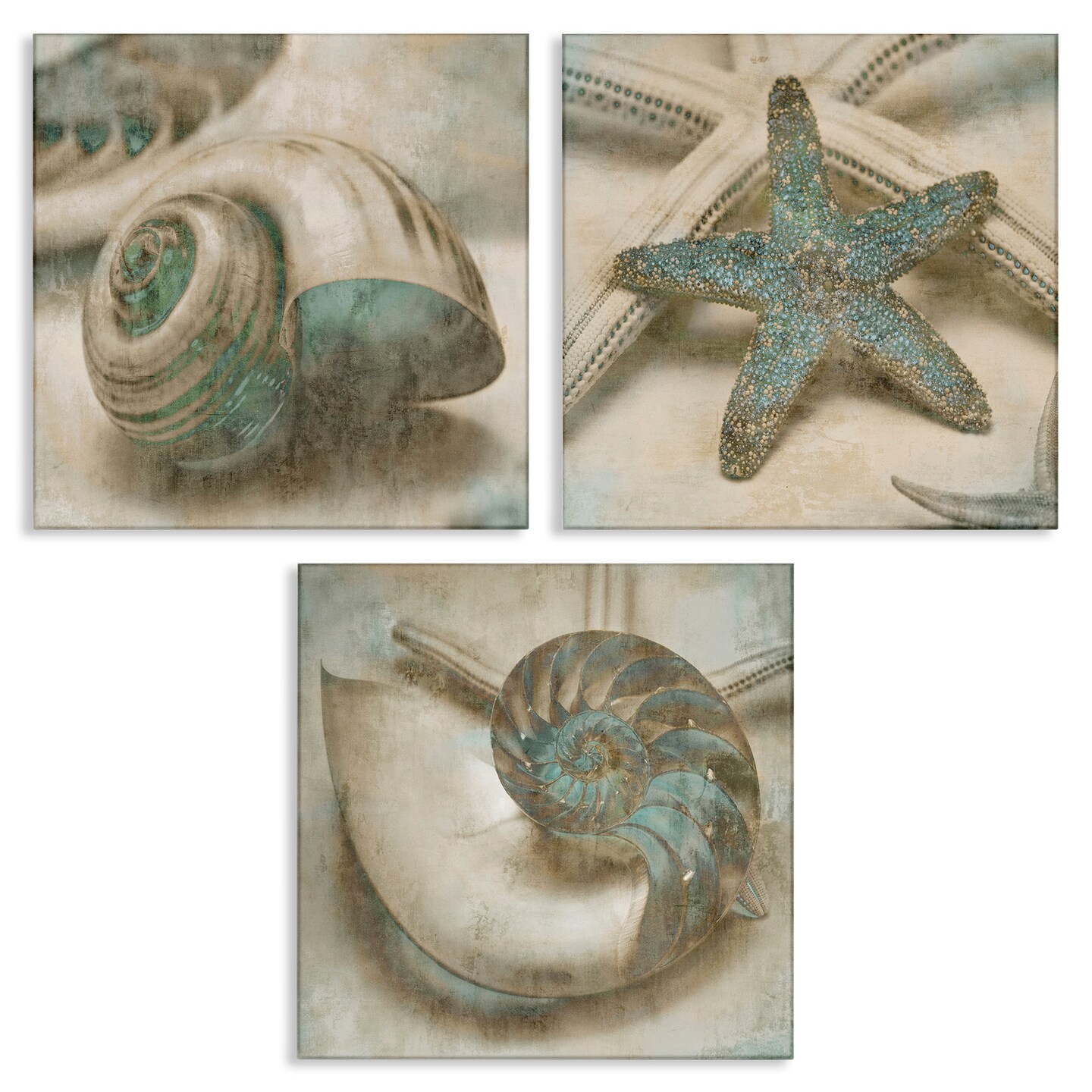 Stupell Industries Starfish & Sea Shells Distressed Canvas Wall Art