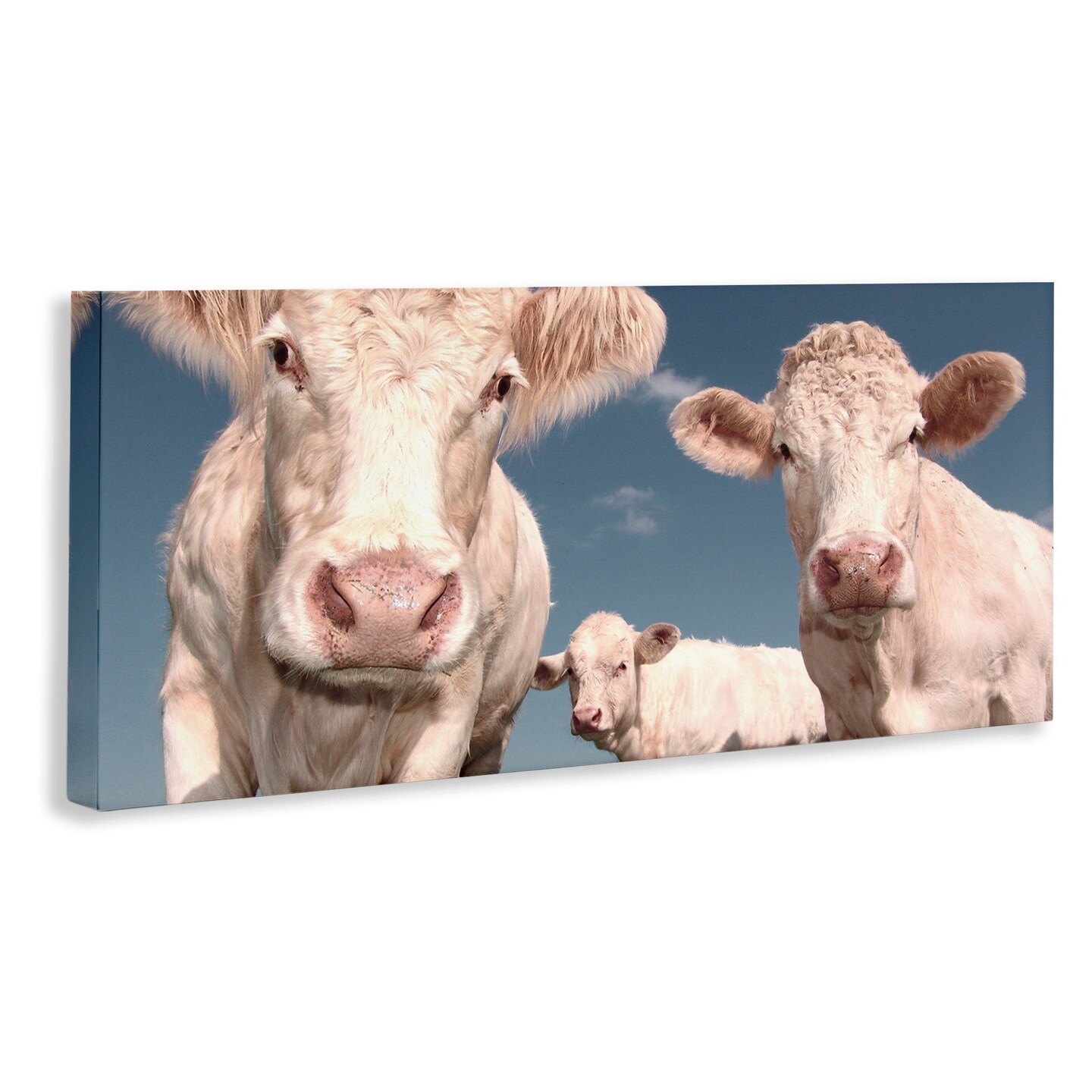 Stupell Industries Three White Cows Canvas Wall Art