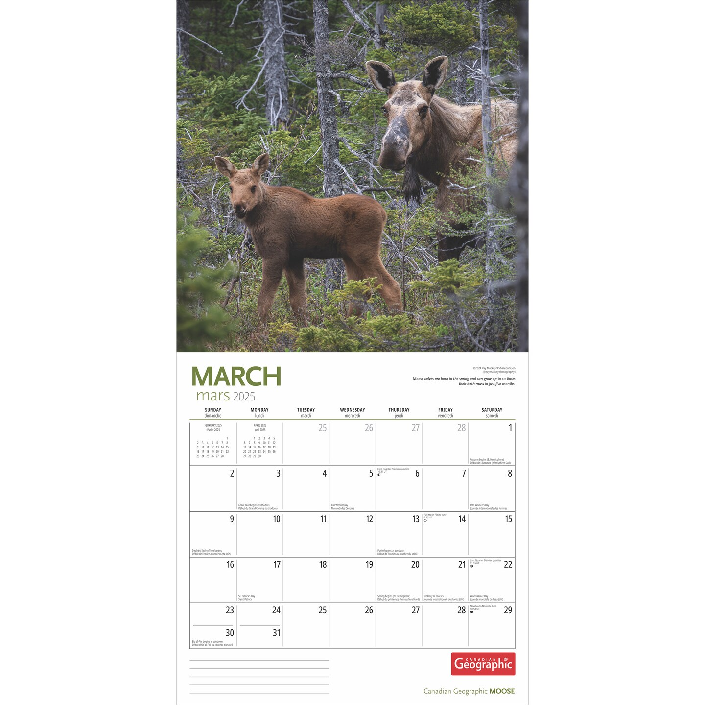 Canadian Geographic Moose OFFICIAL | 2025 12 x 24 Inch Monthly Square Wall Calendar | Wyman Publishing | Elk Deer Wildlife