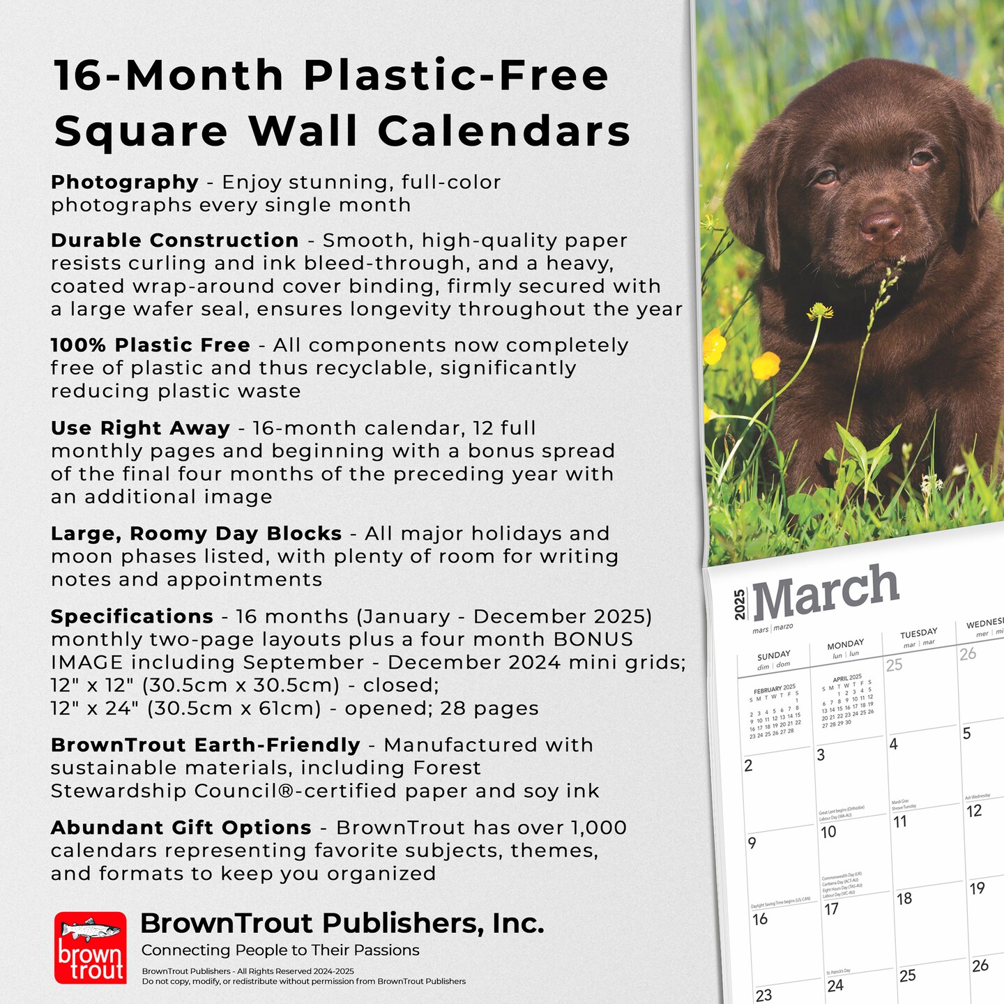 Chocolate Labrador Retriever Puppies | 2025 12 x 24 Inch Monthly Square Wall Calendar | Plastic-Free | BrownTrout | Animals Dog Breeds Puppy