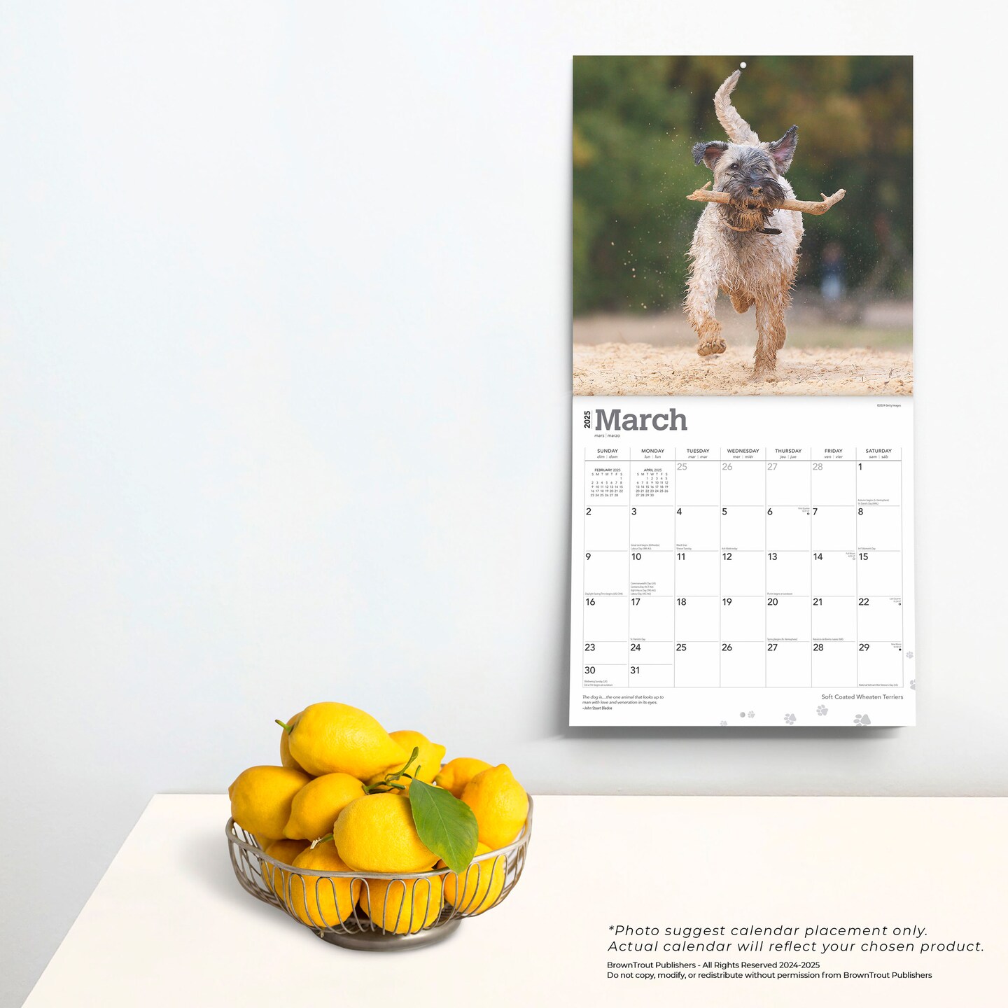 Soft Coated Wheaten Terriers | 2025 12 x 24 Inch Monthly Square Wall Calendar | Plastic-Free | BrownTrout | Animals Dog Breeds