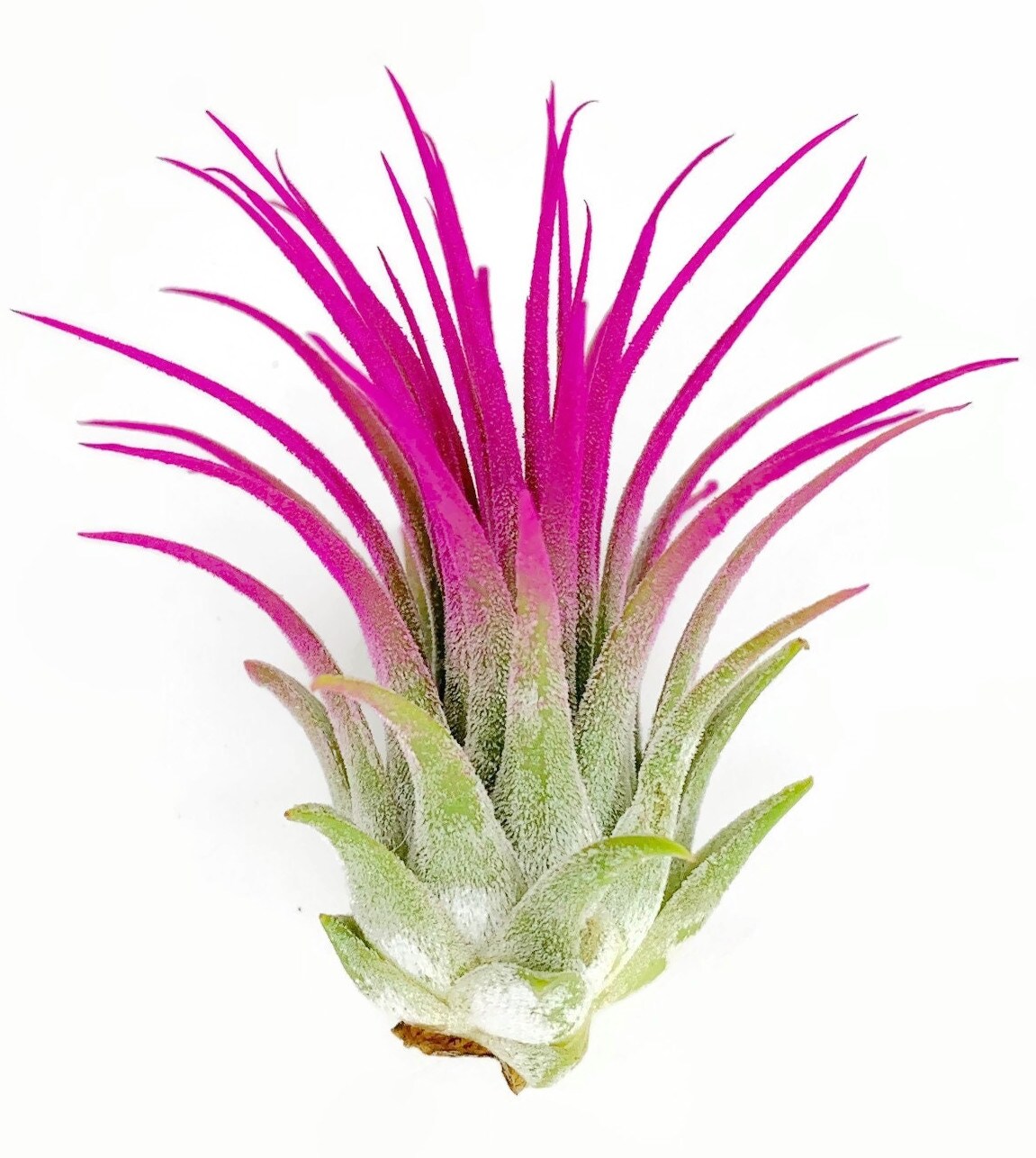 Pink Ionantha Guatemala Tillandsia Air Plant, Guatemala Air Plant, Air Plant,  Airplant, Wholesale, Terrarium, Enhanced AirPlants | MakerPlace by Michaels