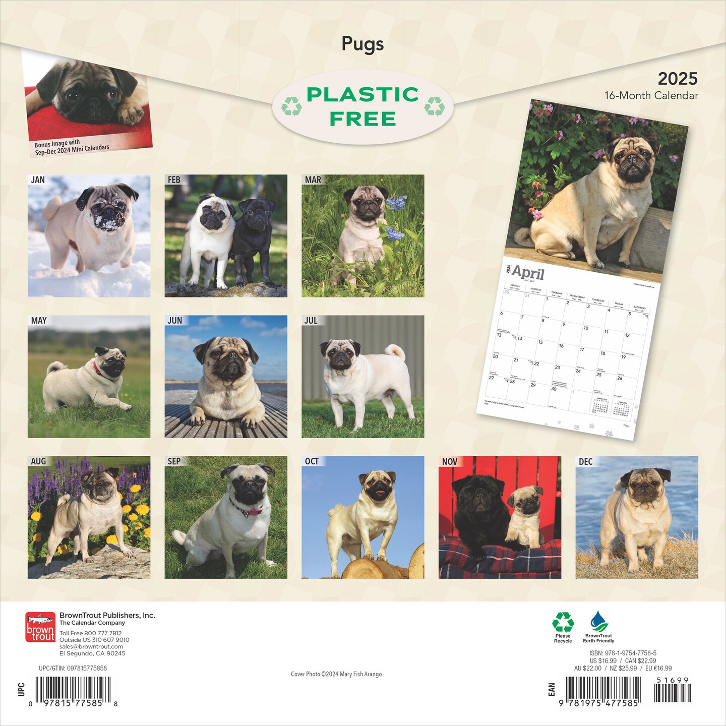 Pugs | 2025 12 x 24 Inch Monthly Square Wall Calendar | Plastic-Free | BrownTrout | Animals Dog Breeds