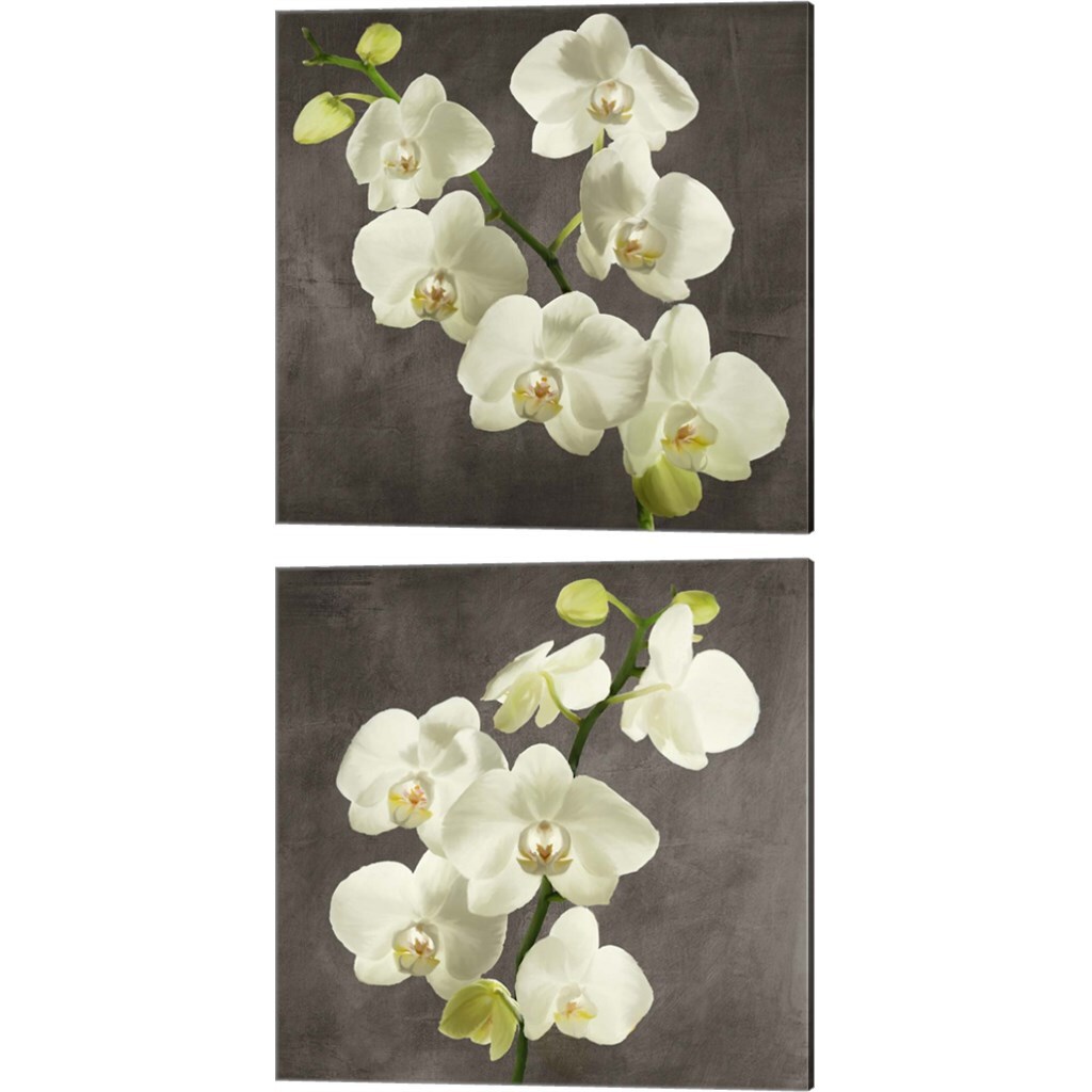 Orchids on Grey Background by Andrea Antinori 14&#x22; x 14&#x22; Canvas Wall Art (Set of 2)
