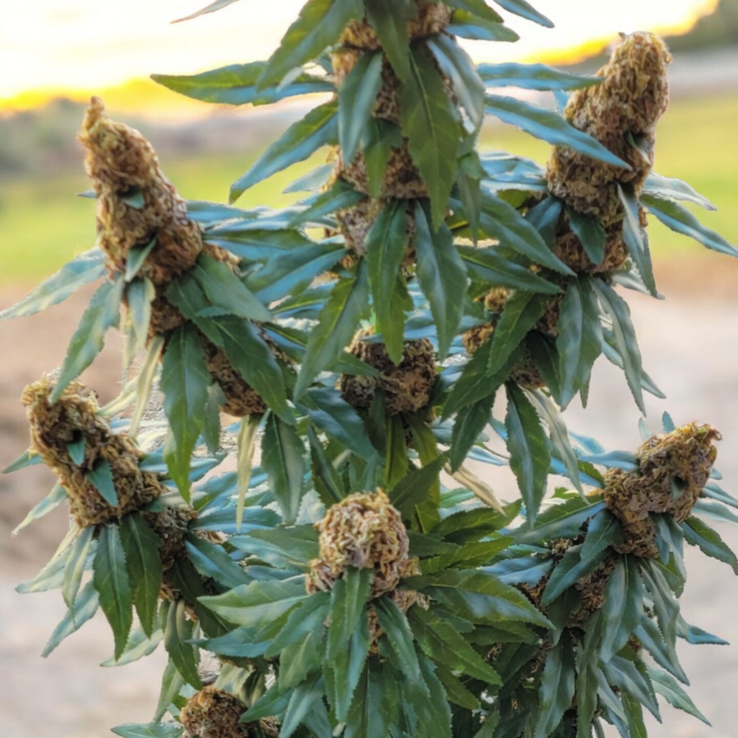 40" Artificial Marijuana Plant - Fake Weed Cannabis XXL (420) Decoration | FAUX-20 product 2