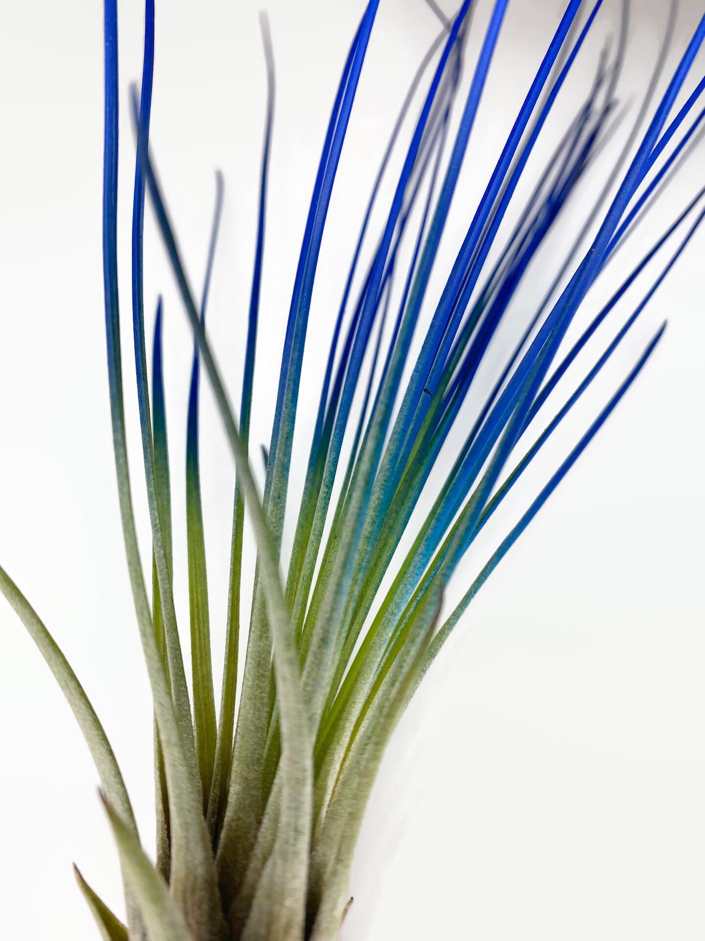 Blue Enhanced Juncifolia Guatemala Tillandsia Air Plant, Guatemala Air Plant, Air Plant, Airplant, Wholesale, Terrarium, Enhanced AirPlant product 3