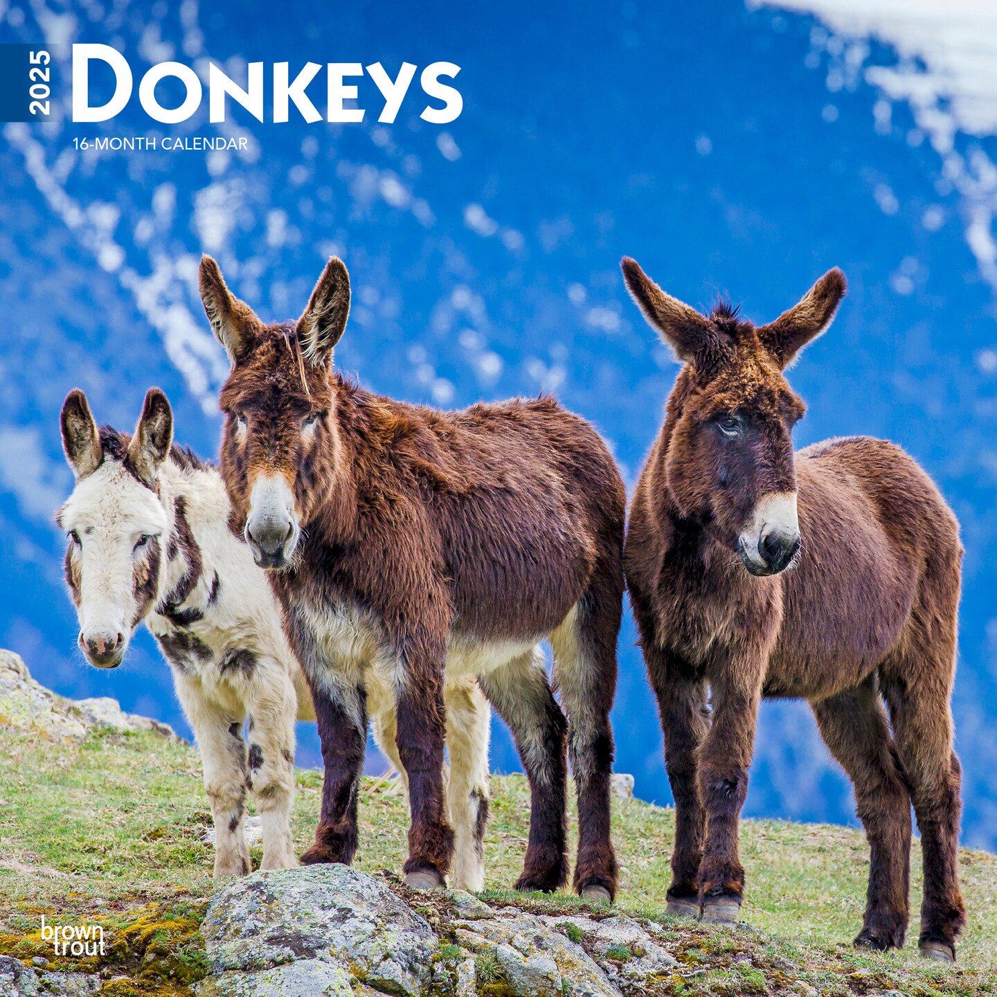 Donkeys | 2025 12 x 24 Inch Monthly Square Wall Calendar | Plastic-Free | BrownTrout | Domestic Animals