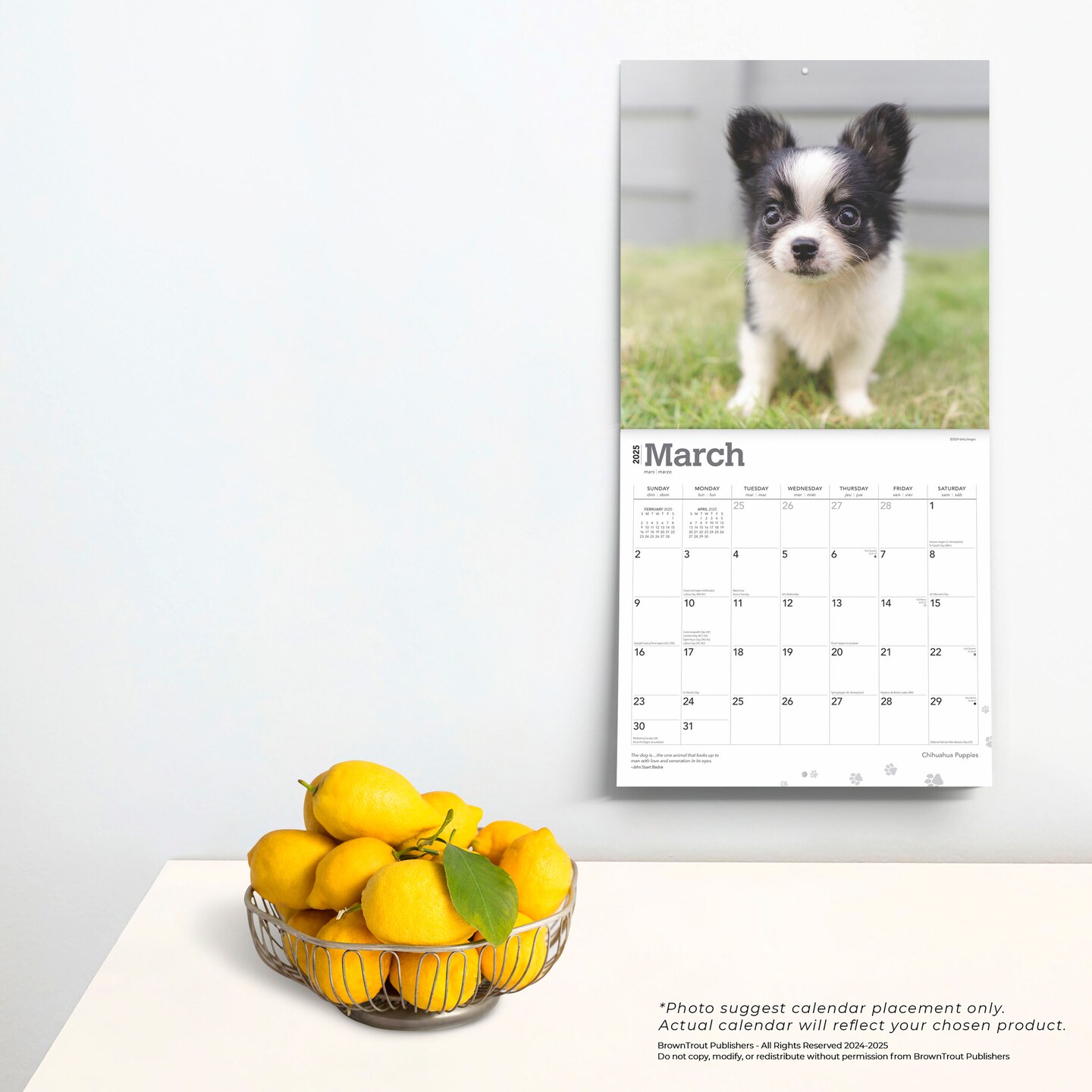 Chihuahua Puppies | 2025 12 x 24 Inch Monthly Square Wall Calendar | Plastic-Free | BrownTrout | Animals Small Dog Breeds