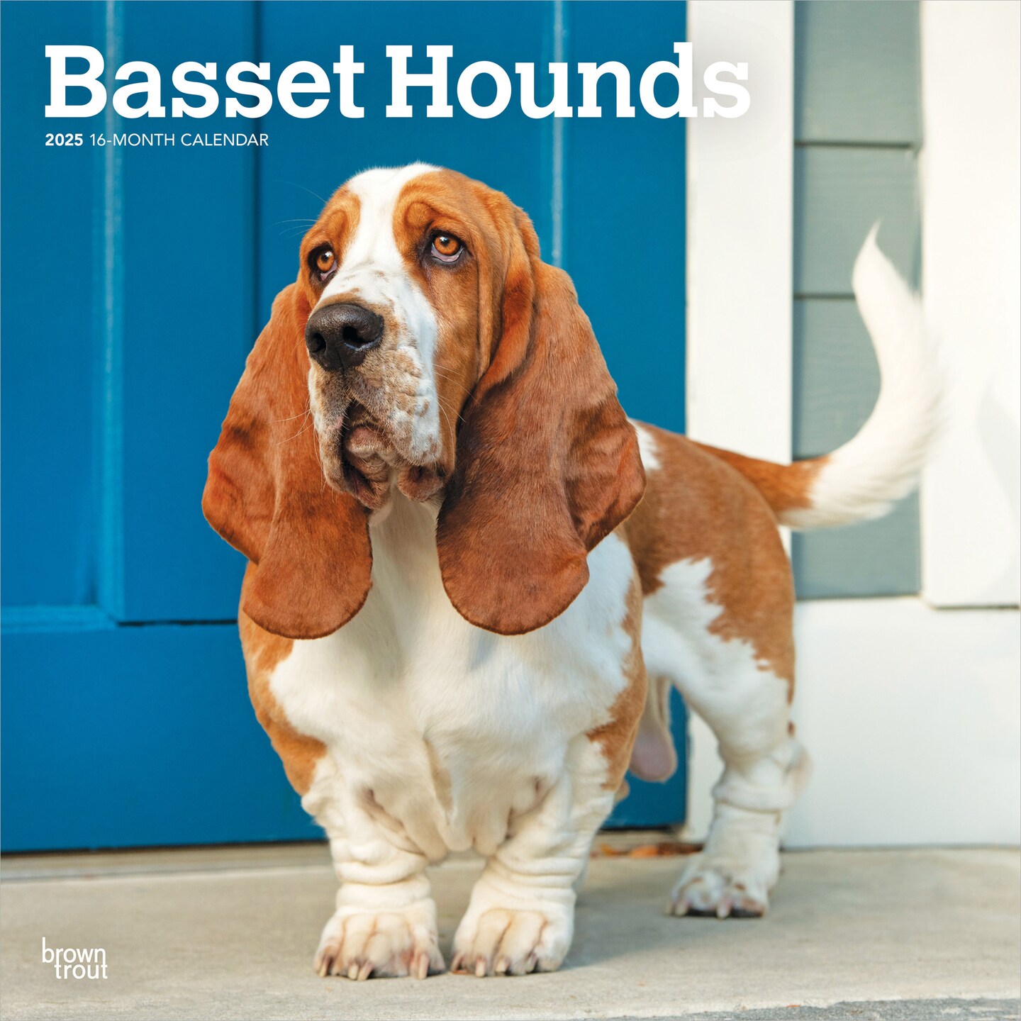 Hush Puppies Kennel Club Basset Hound Puppies Basset Hound Puppies