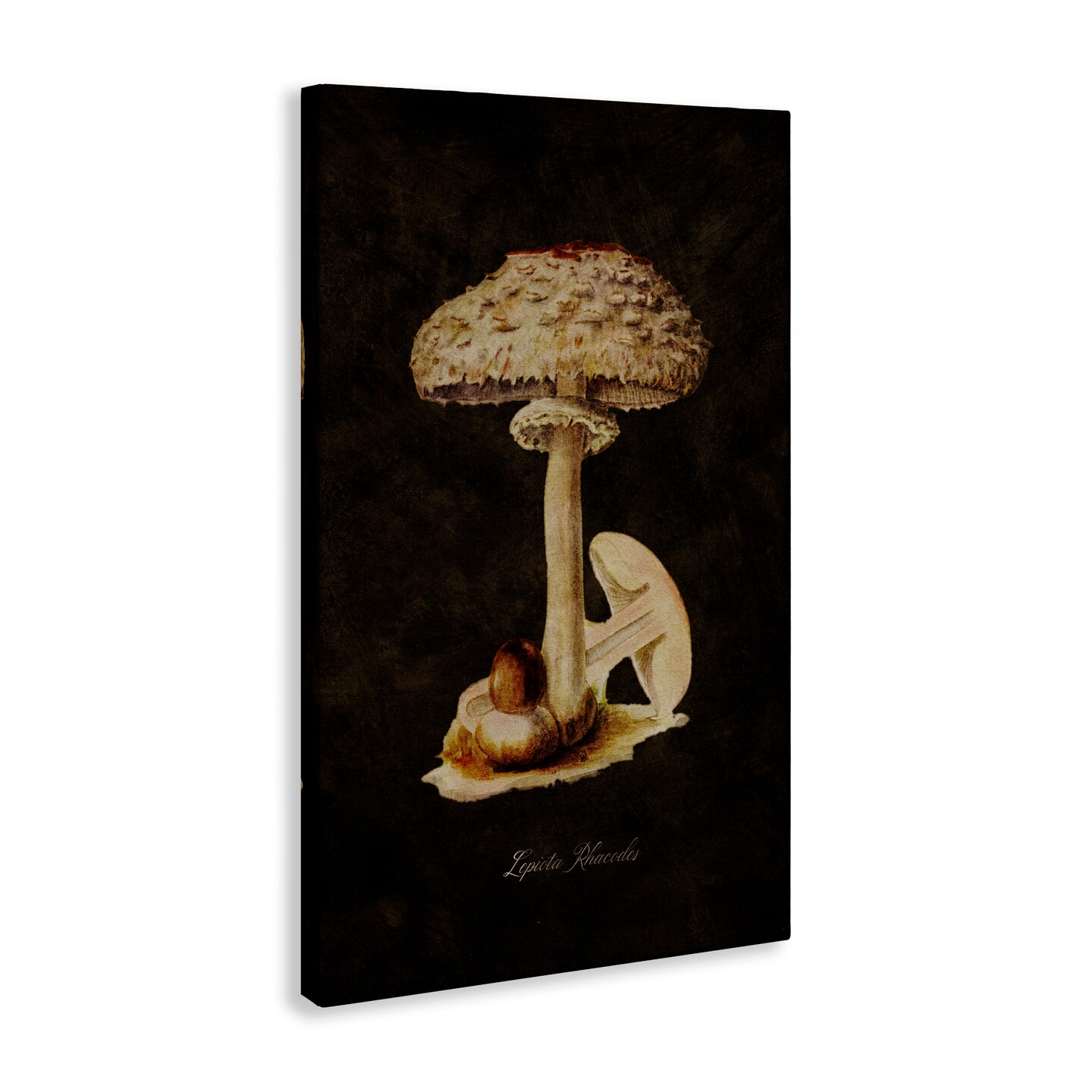 Stupell Industries Vintage Mushroom Study Canvas Wall Art Design by Tina Higgins Designs, Inc.