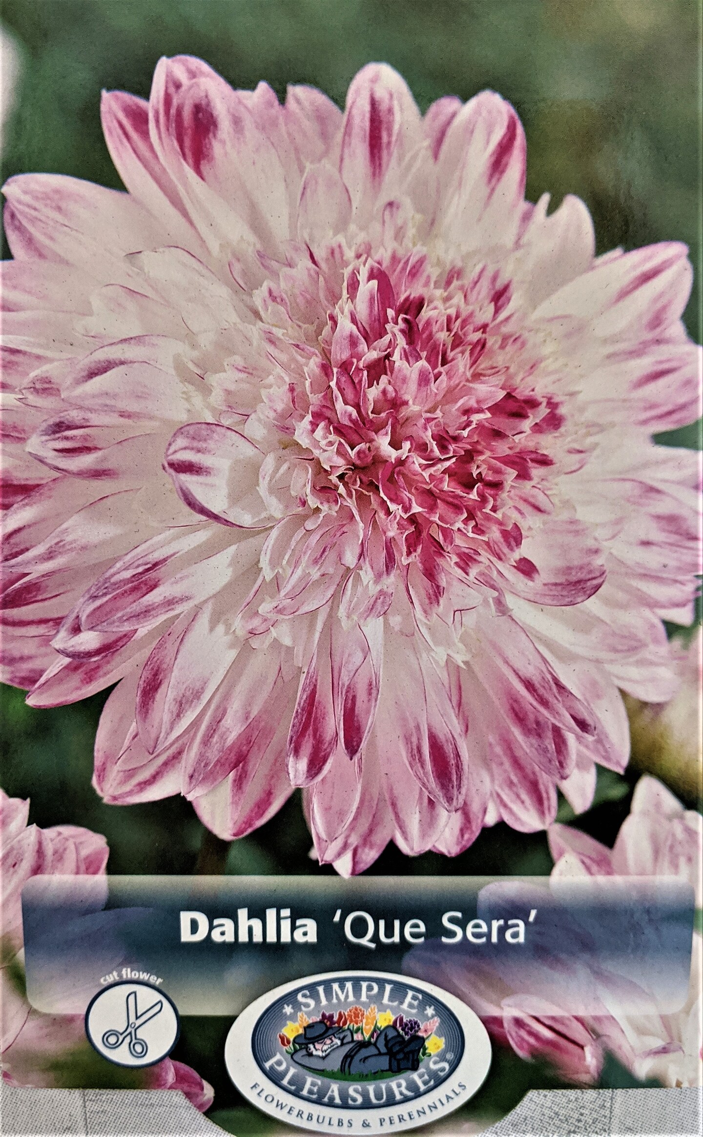 Que Sera Anemone Flowering Dahlia - #1 Size Root Clump - New