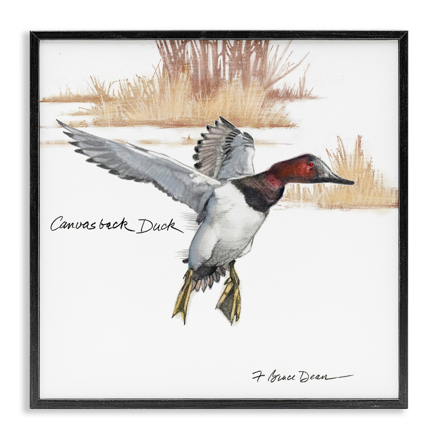 Stupell Industries Canvasback Duck Flying Framed Giclee Wall Art Design by Jadei Graphics