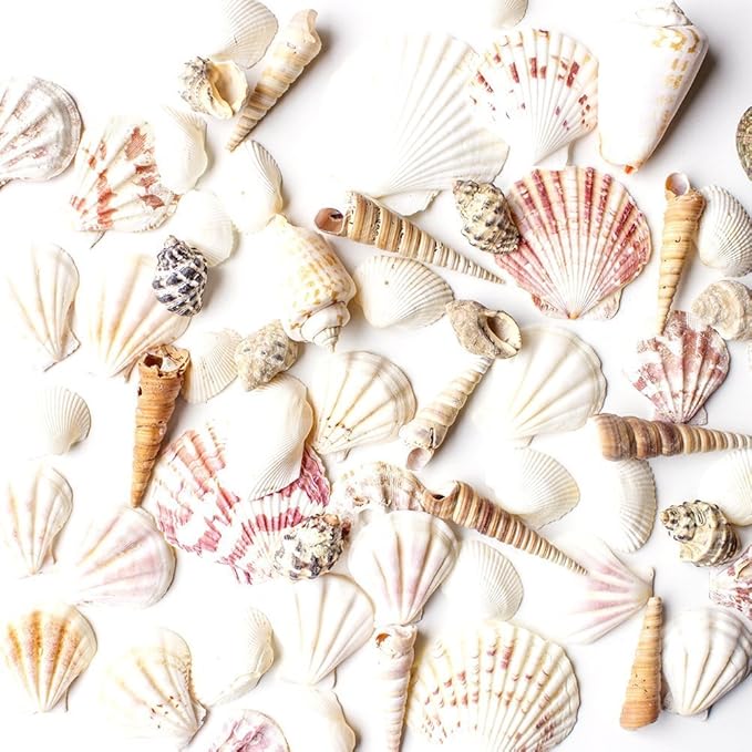 Shell 100pcs 100PCS Mixed Mini Sea Shells Bulk Set, Natural Beach Seashell ...