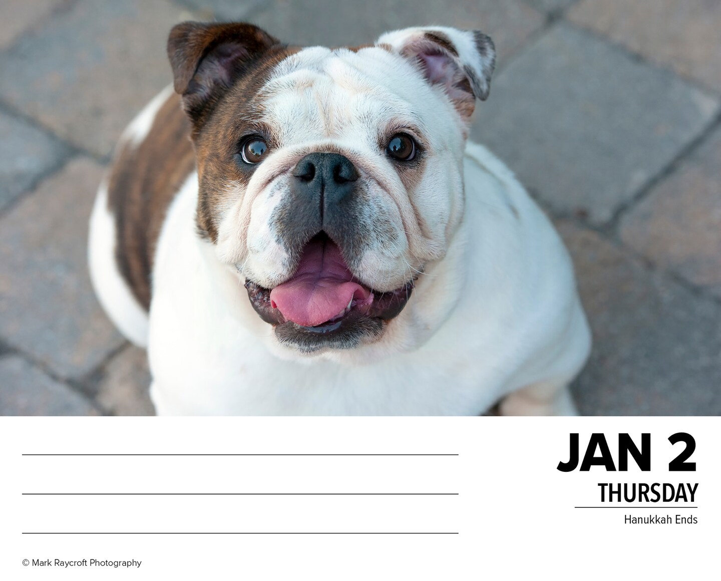 Just Bulldogs 2025 Box Calendar - Dog Breed Daily Desktop