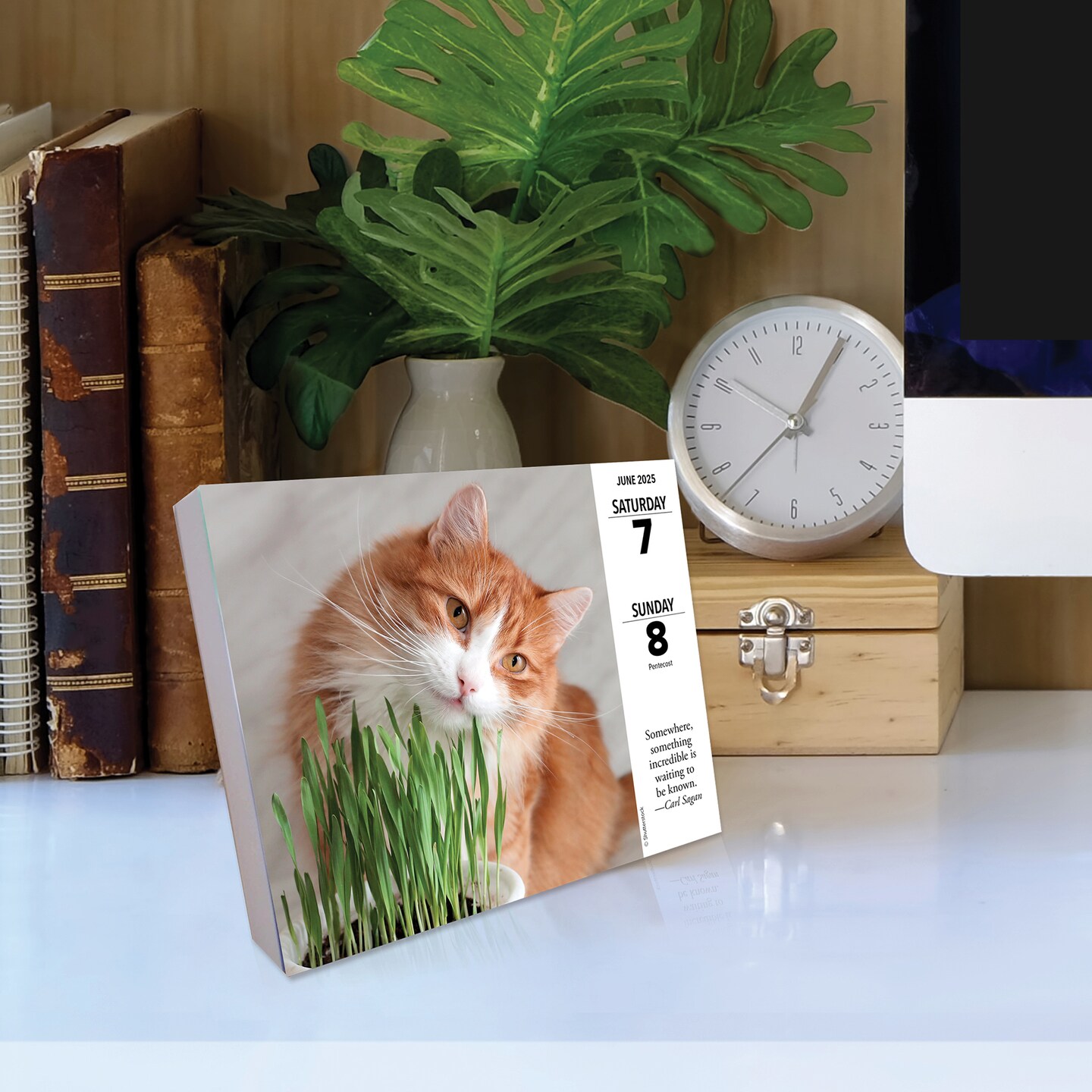 What Cats Teach Us 2025 Box Calendar, Daily Desktop