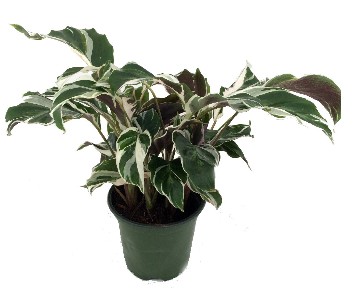 Fusion White Peacock Plant - Calathea - Easy House Plant - 4&#x22; Pot