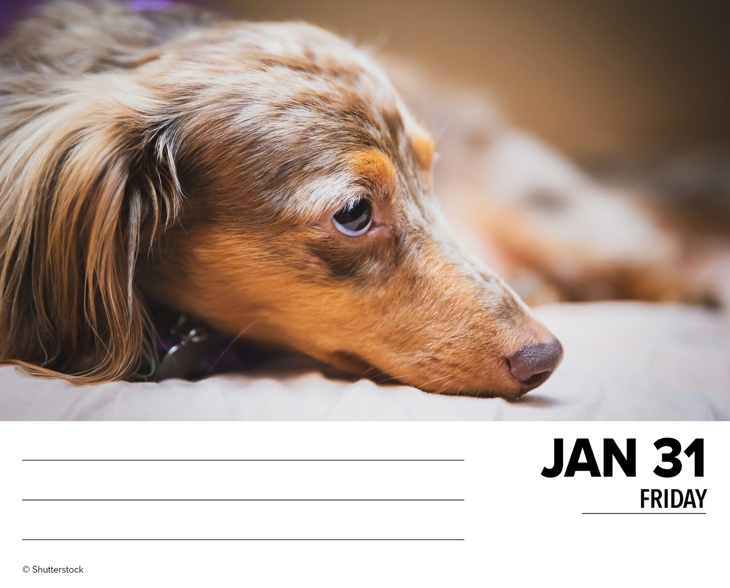 Just Dachshunds 2025 Box Calendar - Dog Breed Daily Desktop