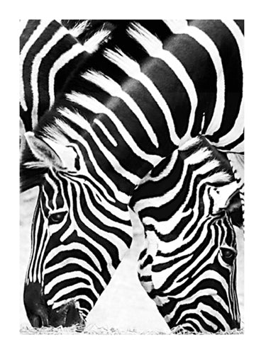 Two Zebras Art Print by Paolo Peluchetti - Modern Wildlife Wall Decor 31.5 x 23.5