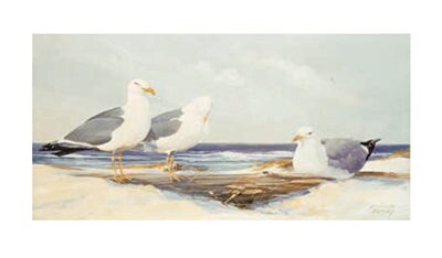 Resting Gulls by Jacqueline Penney Wall Art Décor 20 1/2 x 35 Art Print