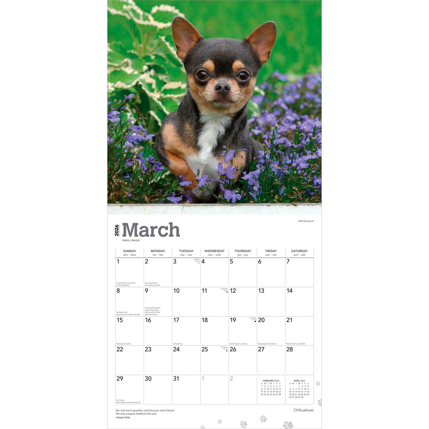 Chihuahuas | 2026 12 x 24 Inch (Hanging) Monthly Square Wall Calendar | Plastic-Free