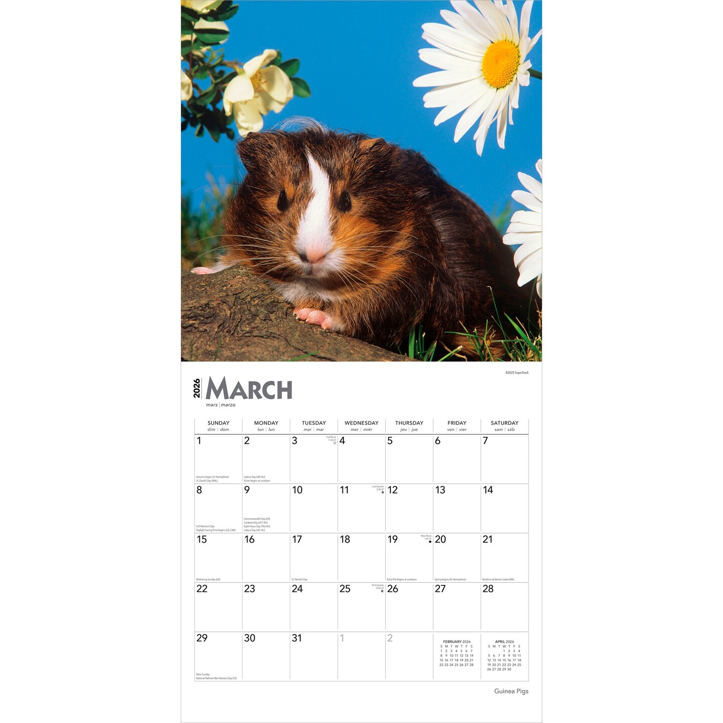 Guinea Pigs | 2026 12 x 24 Inch (Hanging) Monthly Square Wall Calendar | Plastic-Free