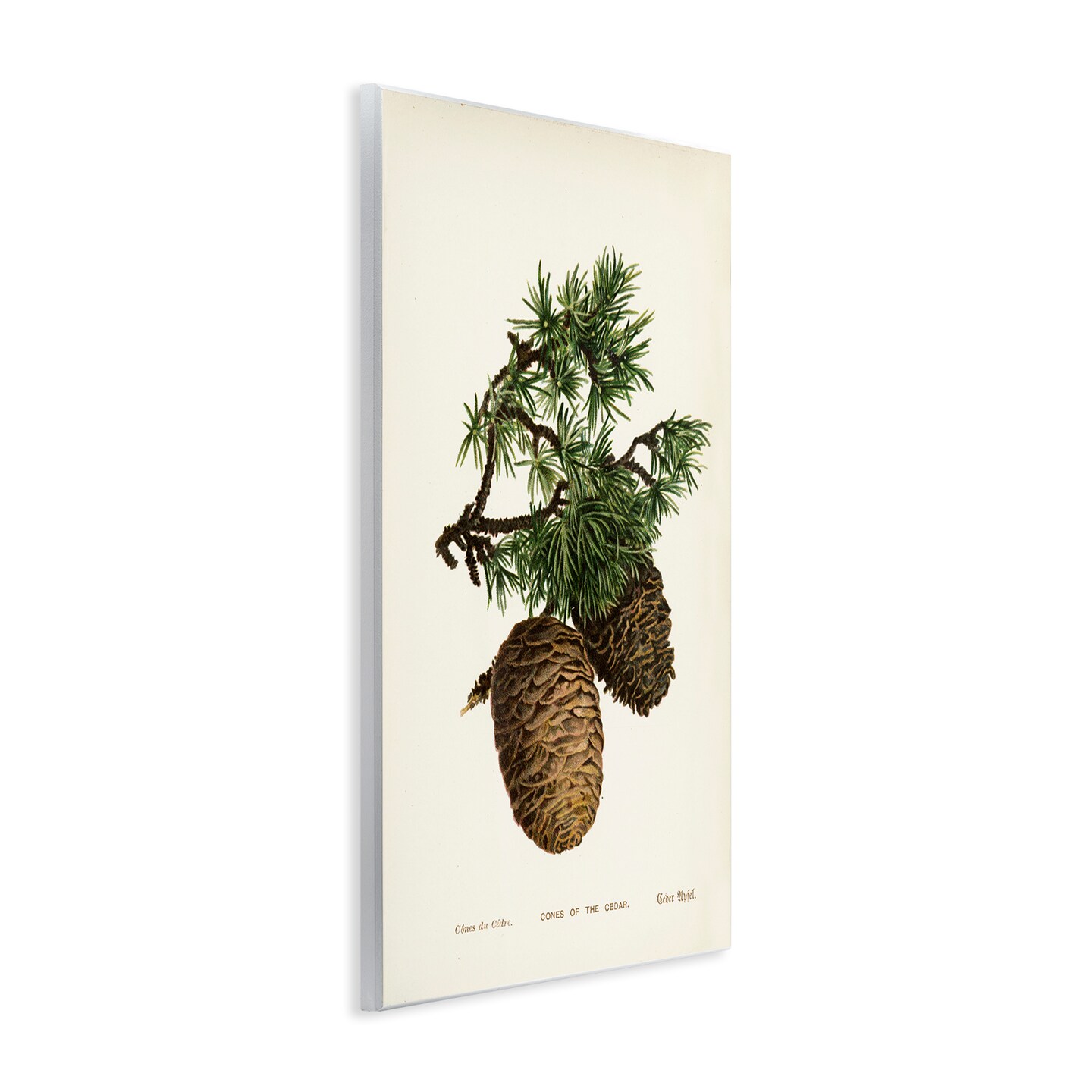 Stupell Industries Cedar Tree Pinecones Wall Plaque Art Design by Tina Higgins Designs, Inc.