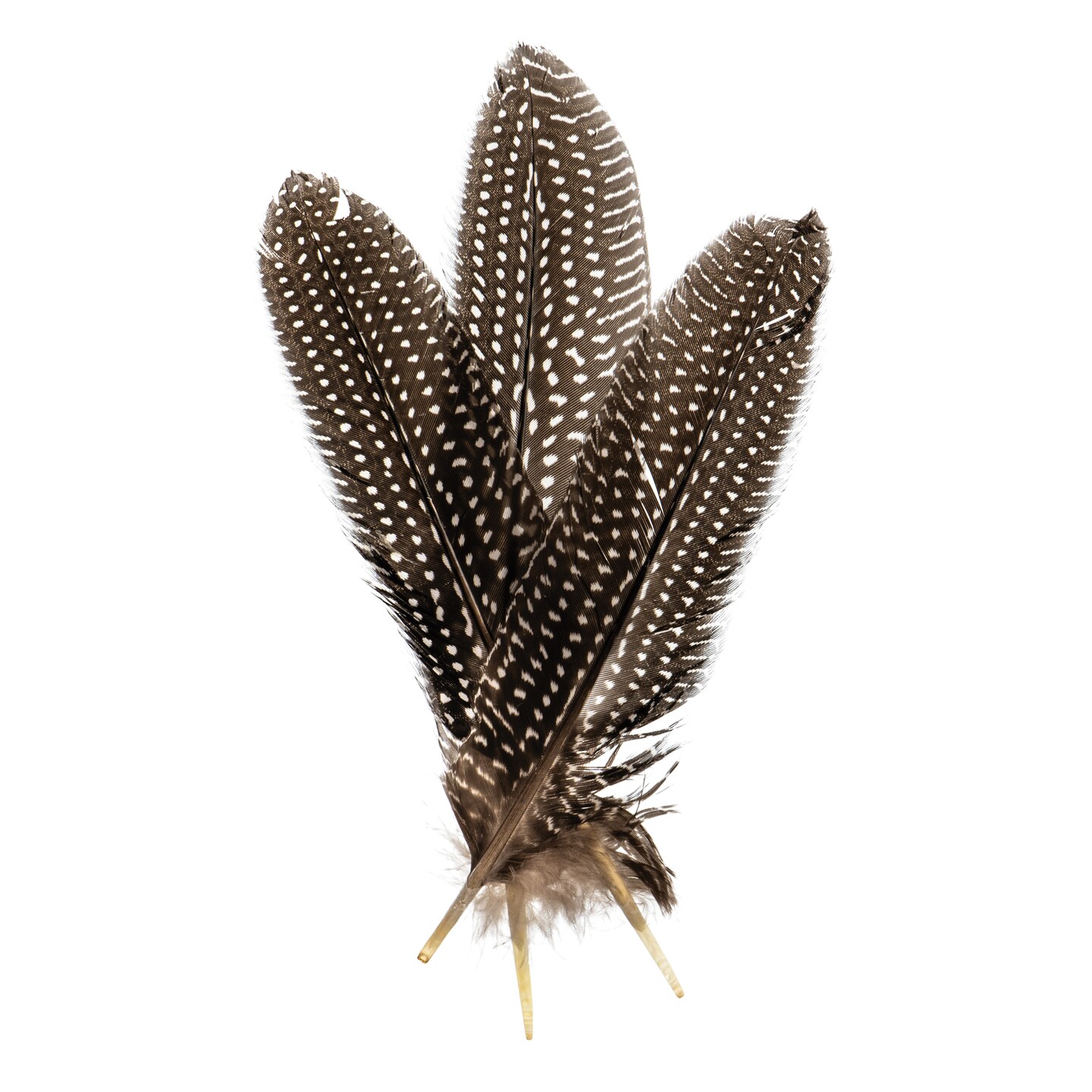 John Bead Guinea Fowl Quill Feathers - Pkg of 30, White