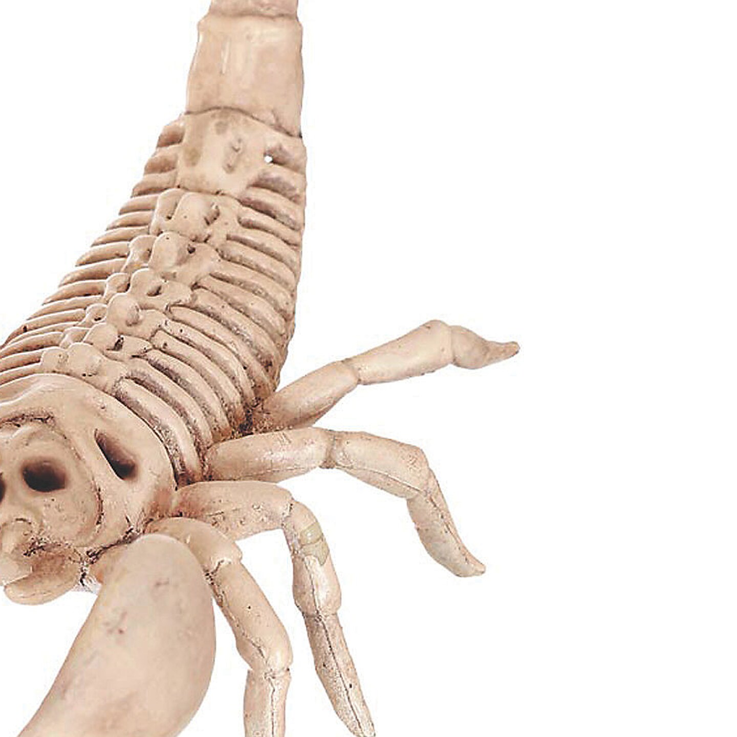 Mini Scorpion Skeleton 9 Inch Decoration