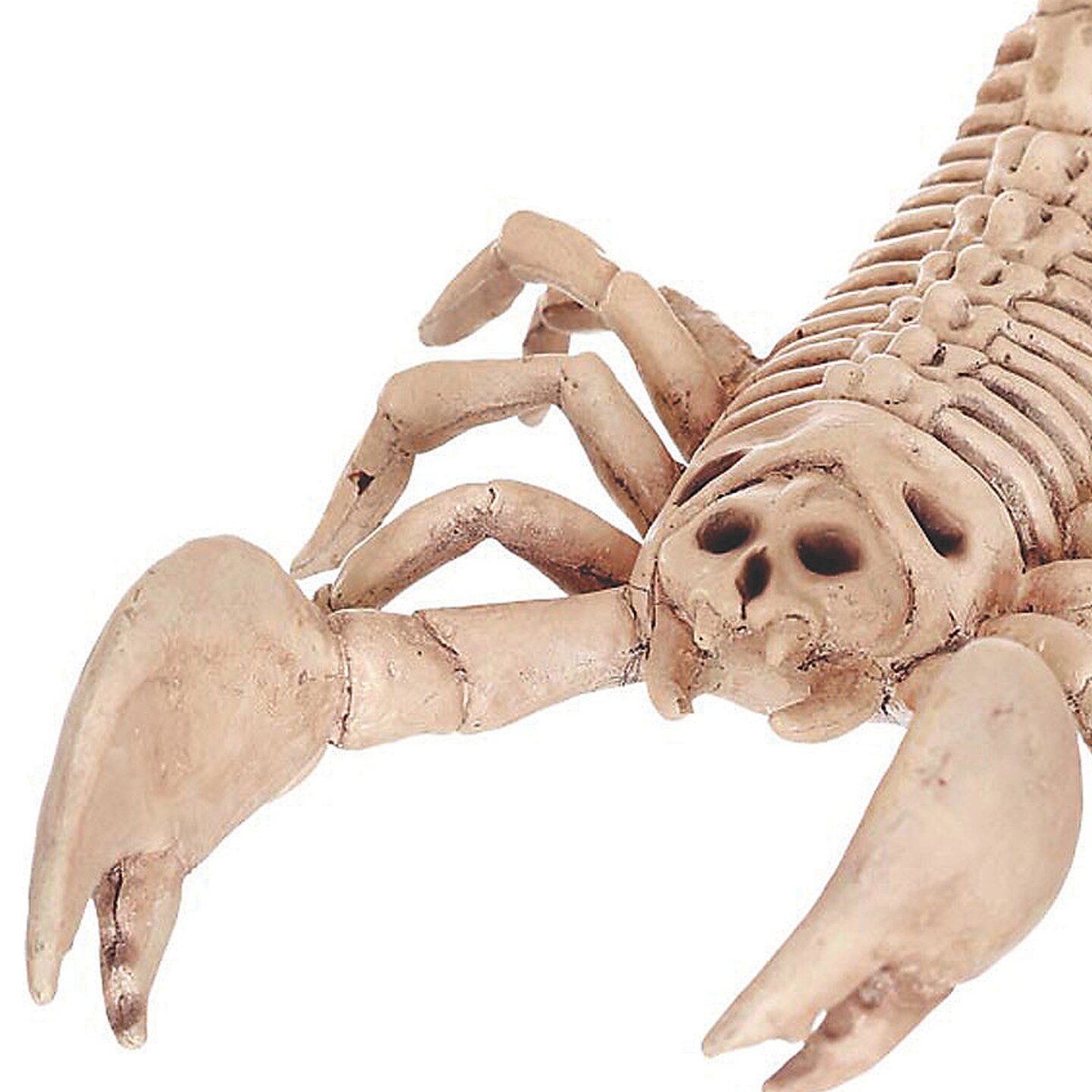 Mini Scorpion Skeleton 9 Inch Decoration