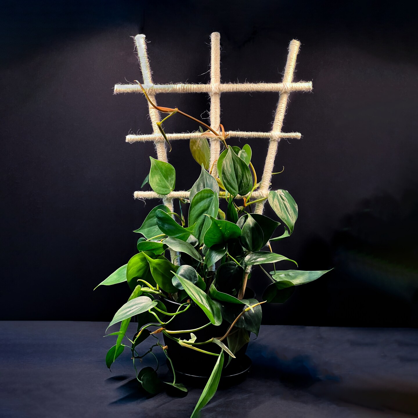 Bamboo and Jute Plant Trellis - 18" Indoor Climbing Plant Support |  MakerPlace by Michaels