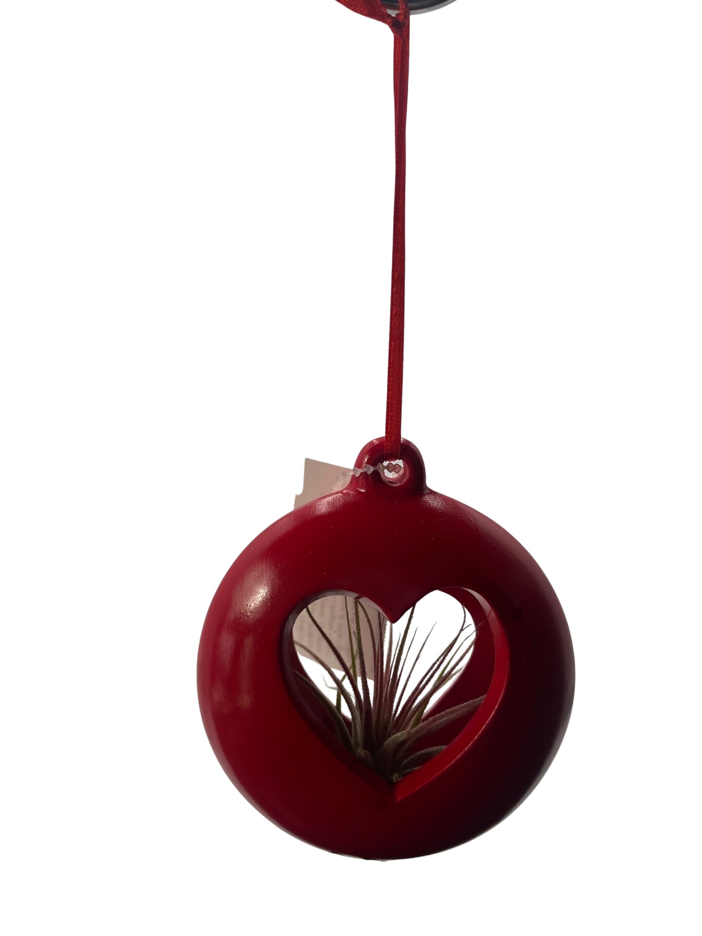 Hanging Red Heart Valentine Ceramic Pot with Live Air Plant - Tillandsia