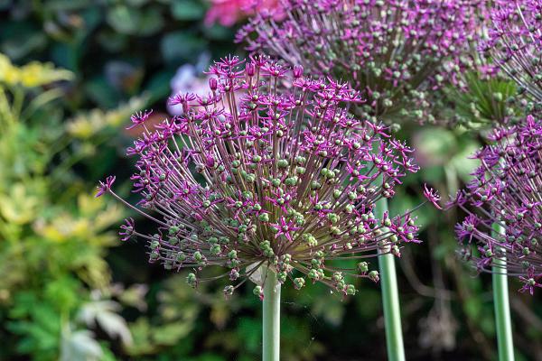 Magic Allium 5 Bulbs - Persian Flowering Onion - 14/+ cm | Michaels