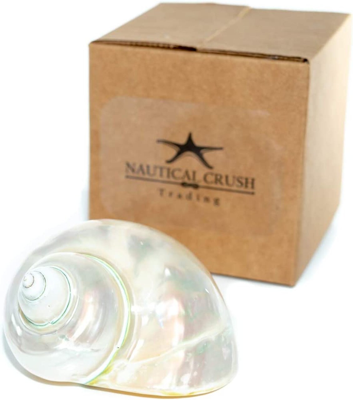 Hermit Crab Shells 3"-3.5" Turbo Shell 1 White Pearl Jade Green Shell