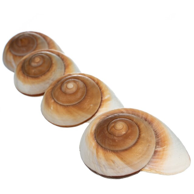 Hermit Crab Shells 3&#x22;- 4&#x22; Turbo Shells 4 Muffin Snail Shells
