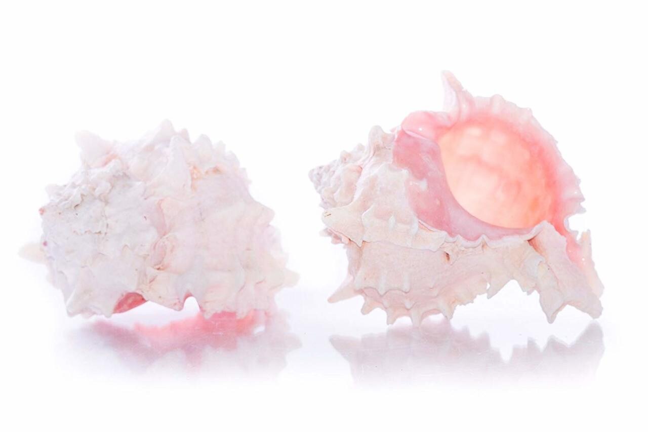 Hermit Crab Shells 3&#x22; -4&#x22; Turbo Shell 2 Pink Murex Shells