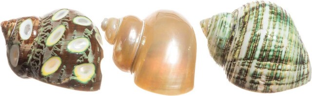 Hermit Crab Shells 2&#x22;-2.5&#x22; Turbo Shells 1 Spotted Brown, 1 White Pearlized, &#x26; 1 Green Turbo Shell