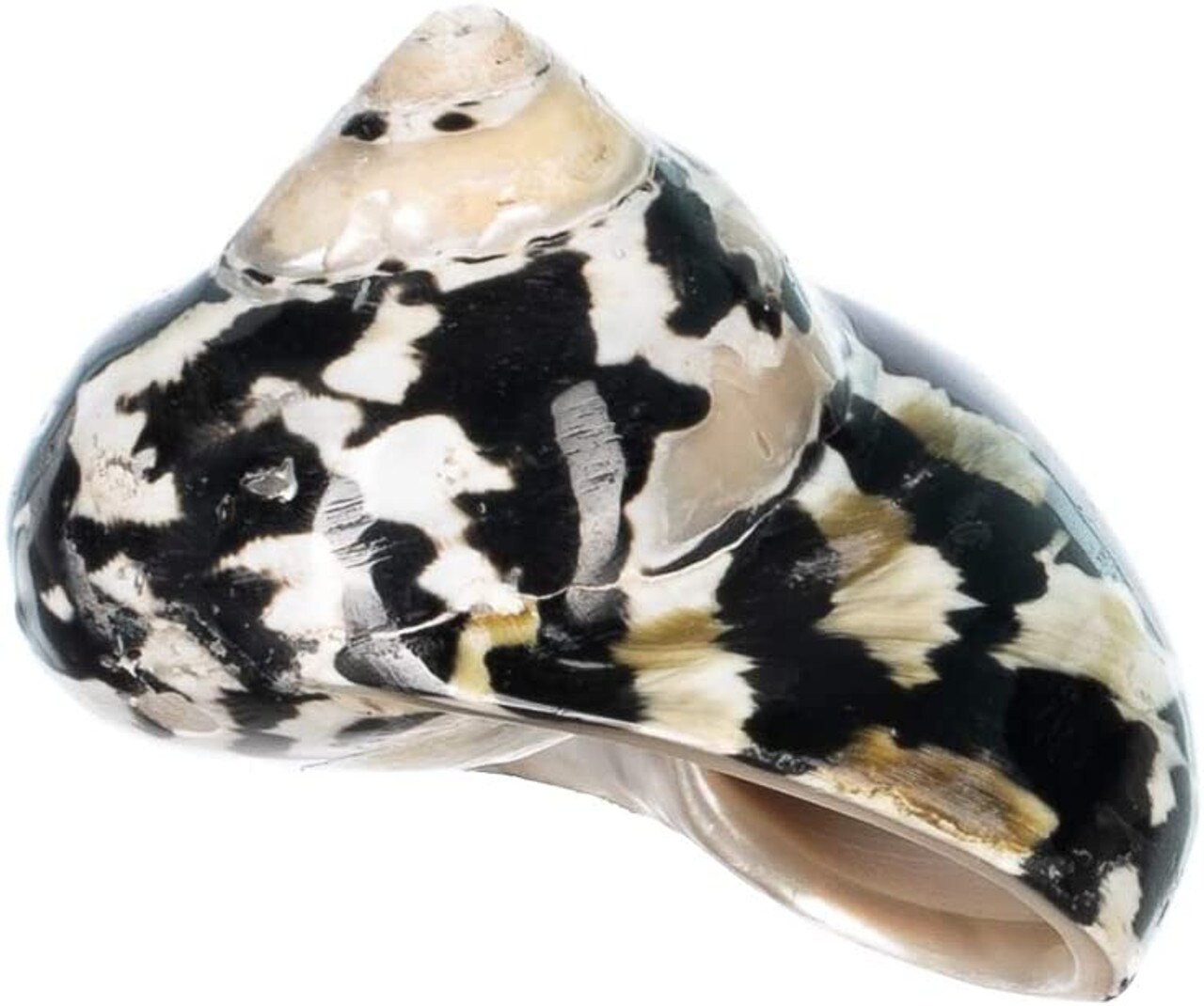 Hermit Crab Shells 2&#x22;-2.5&#x22; Turbo Shell 1 Magpie Shell