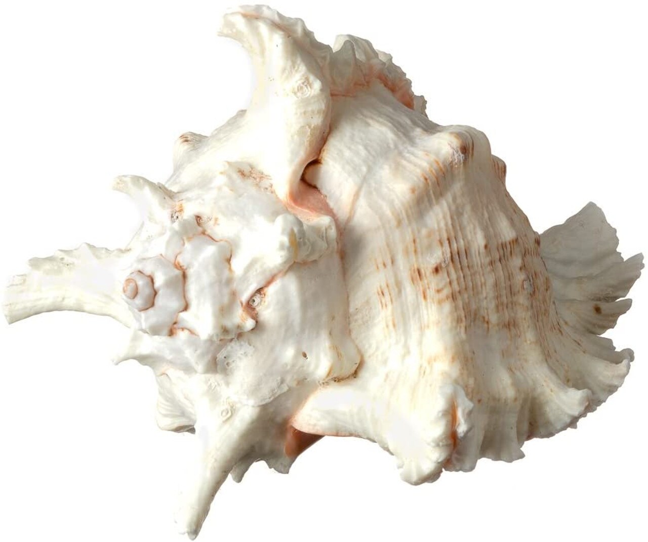 Murex Ramosus Shell 6-7 inches Real Murex Sea Shell Large Large Shell Decor Seashell Display for Table