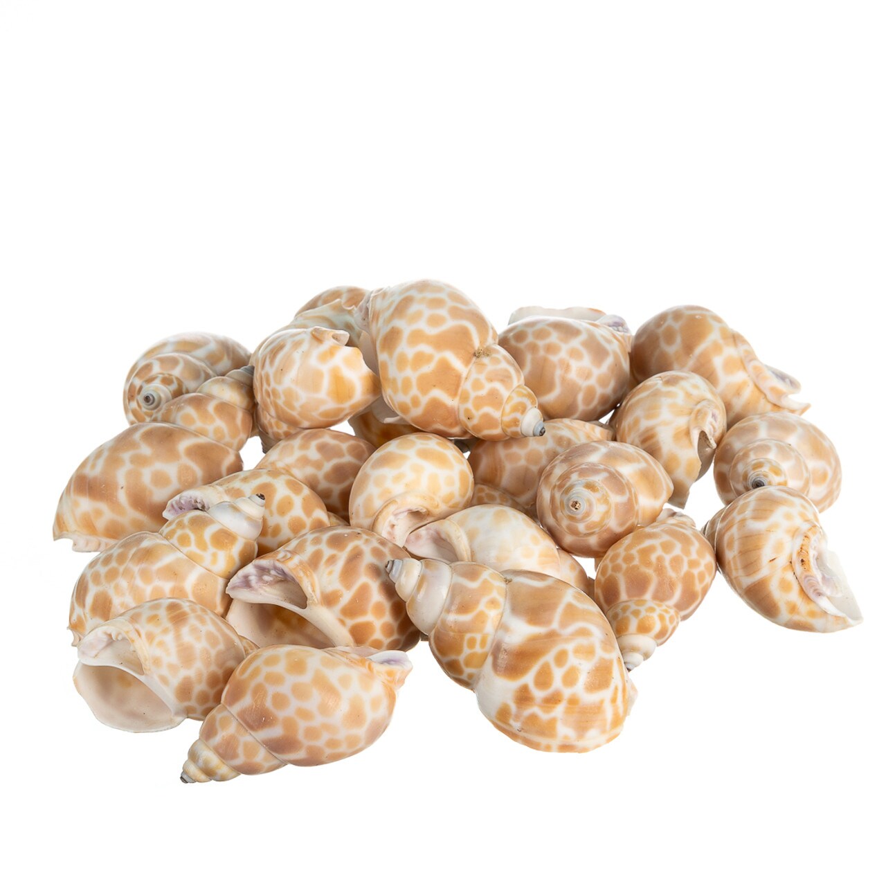 Hermit Crab Shells 1 1/2"- 2 1/4" Turbo Shells 24 Pack Babylonia Spirata Shells