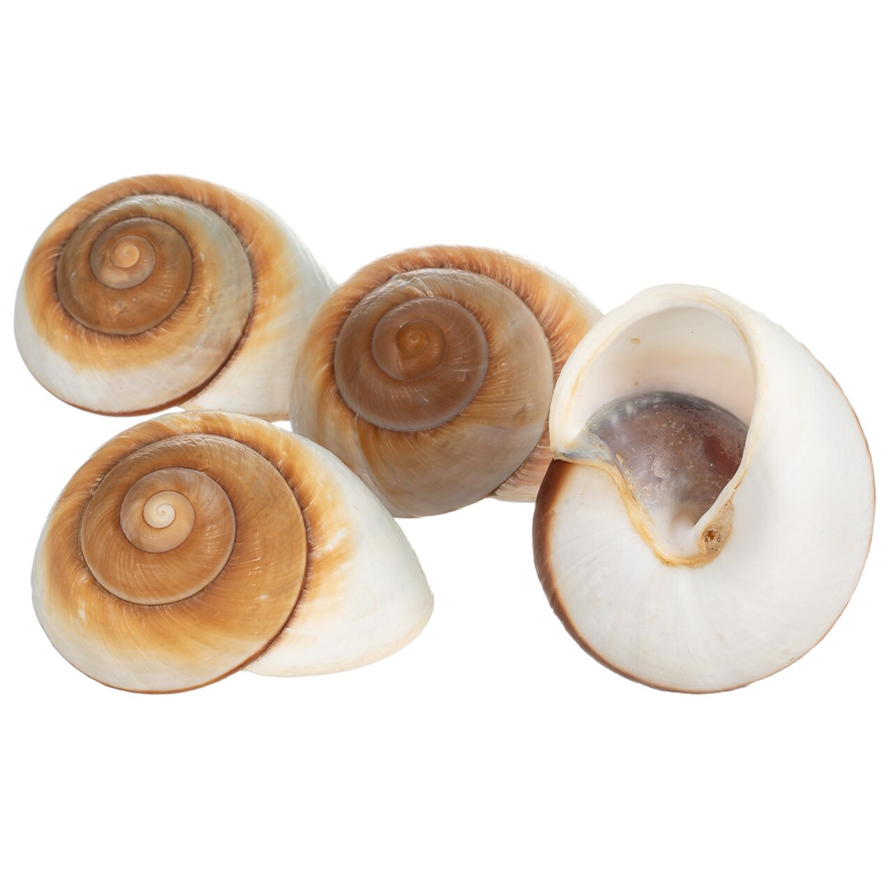 Hermit Crab Shells 3&#x22;- 4&#x22; Turbo Shells 4 Muffin Snail Shells