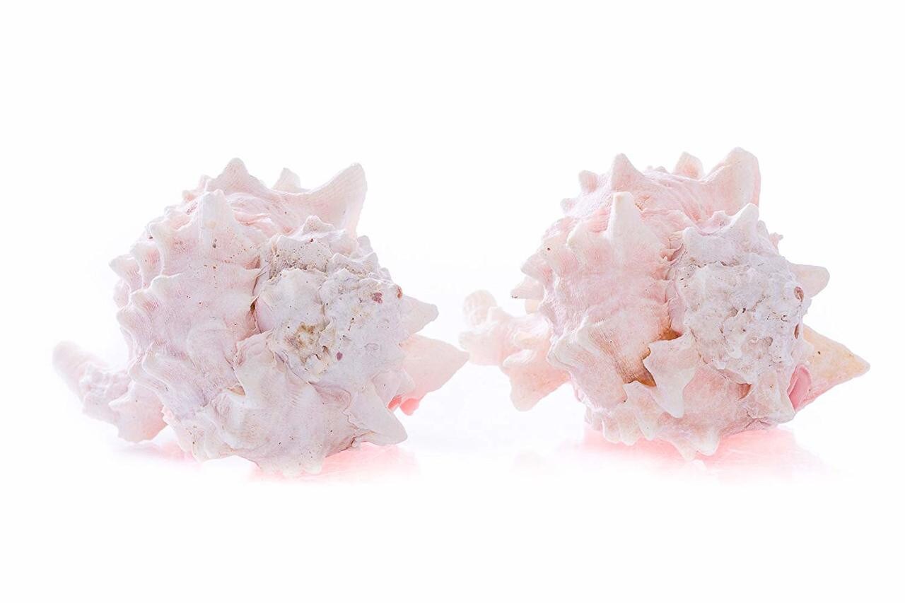 Hermit Crab Shells 3&#x22; -4&#x22; Turbo Shell 2 Pink Murex Shells