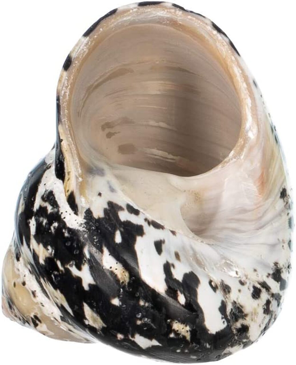 Hermit Crab Shells 2&#x22;-2.5&#x22; Turbo Shell 1 Magpie Shell