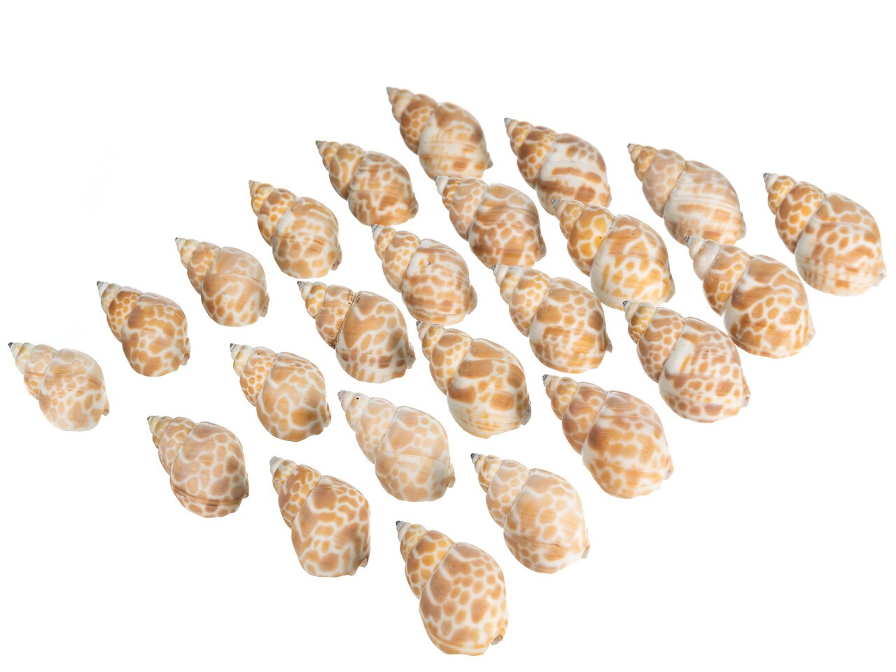 Hermit Crab Shells 1 1/2&#x22;- 2 1/4&#x22; Turbo Shells 24 Pack Babylonia Spirata Shells