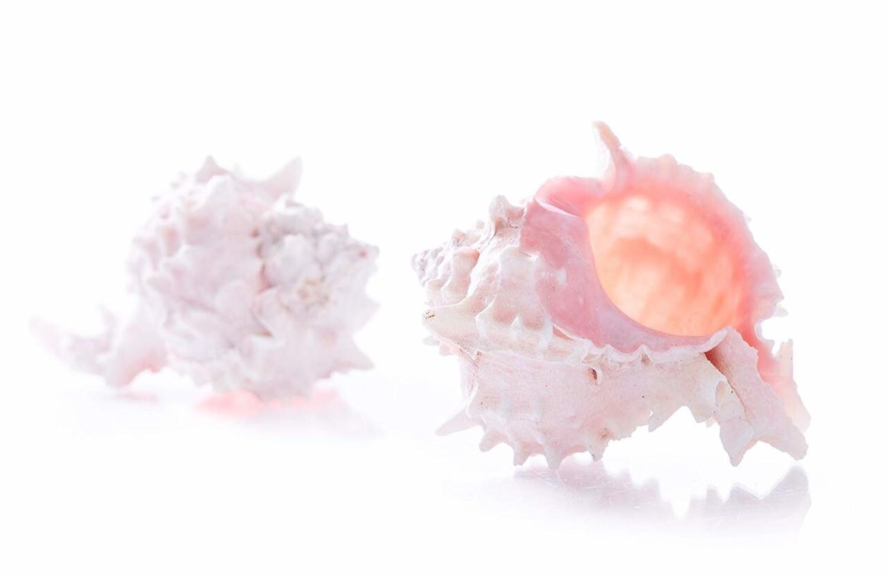 Hermit Crab Shells 3&#x22; -4&#x22; Turbo Shell 2 Pink Murex Shells