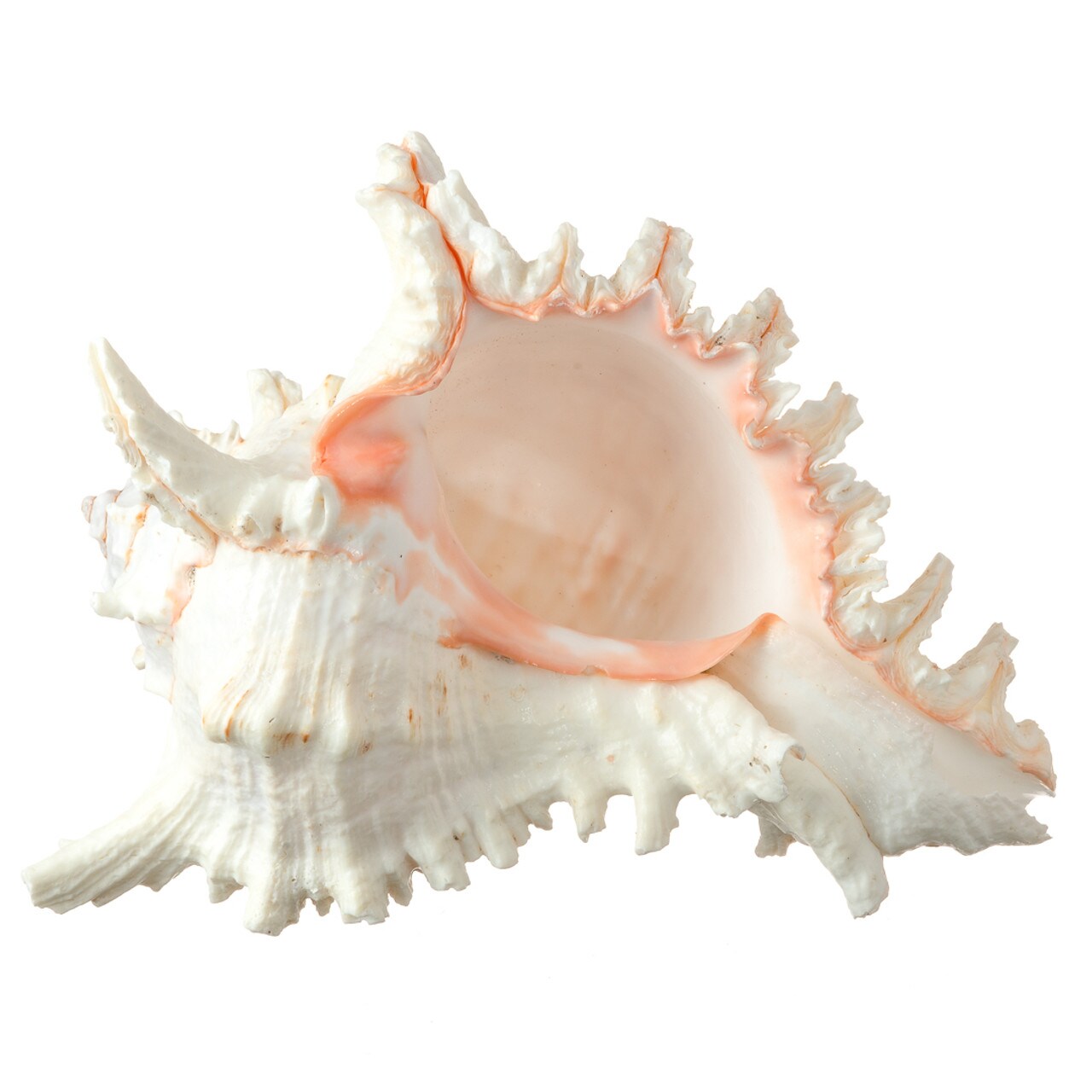 Murex Ramosus Shell Real Murex Sea Shell Large 7-9 inches Large Sea Shells for Decorating